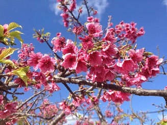 The Earliest Cherry Blossoms In Japan Learn Japanese Online Joi